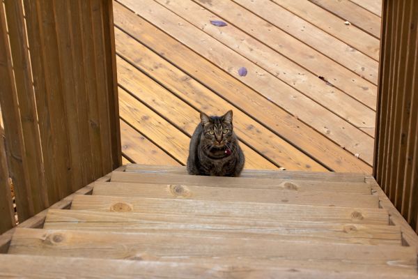 Stair Deck Repair